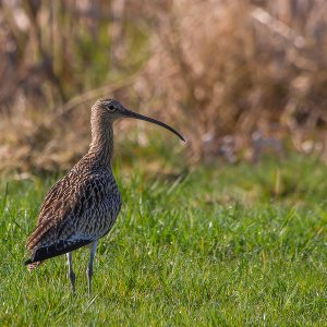 Großer Brachvogel